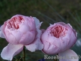 The Alnwick Rose The Alnwick Rose