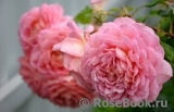 Jubilee Celebration® Jubilee Celebration®