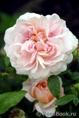 Garden of Roses Garden of Roses