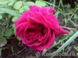 William Shakespeare 2000 William Shakespeare 2000