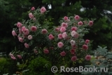 Starlet®-Rose Eva® Starlet®-Rose Eva®