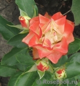 Origami® Origami®