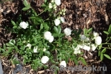 White Morsdag White Morsdag