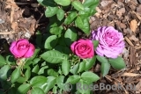 Heidi Klum Rose Heidi Klum Rose