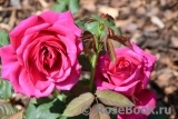 Johann Wolfgang von Goethe Rose® Johann Wolfgang von Goethe Rose®