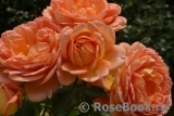 Lady of Shalott Lady of Shalott