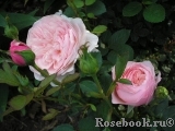 The Alnwick Rose The Alnwick Rose