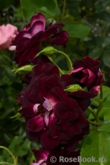 Burgundy Ice Burgundy Ice