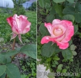 Belle Perle Belle Perle