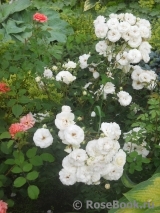 Midsummersnow ® Midsummersnow ®