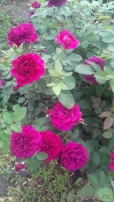 Darcey Bussell Darcey Bussell