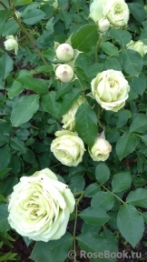 Lovely Green ® Lovely Green ®