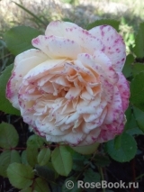 Crown Princess Margareta® Crown Princess Margareta®