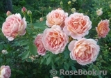 Lady of Shalott Lady of Shalott