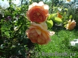 Lady of Shalott Lady of Shalott