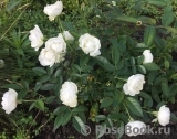 White Morsdag White Morsdag