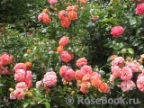Sommersonne Sommersonne