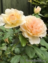 Chandos Beauty Chandos Beauty