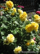 Sommergold ® Sommergold ®