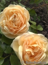 Crown Princess Margareta® Crown Princess Margareta®