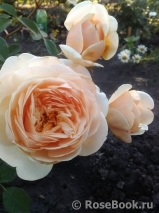 Crown Princess Margareta® Crown Princess Margareta®