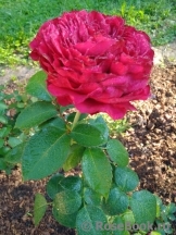 Rose des 4 Vents Rose des 4 Vents