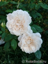 Lions Rose Lions Rose