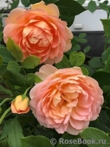 Lady of Shalott Lady of Shalott