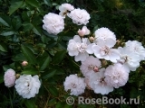 Annelies Annelies