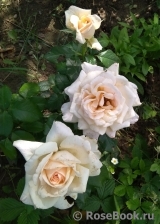 Chandos Beauty Chandos Beauty