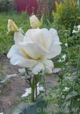 Schneewalzer Schneewalzer