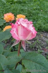 Belle Perle Belle Perle