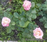 Belle Perle Belle Perle