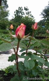 Belle Perle Belle Perle