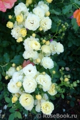 Golden Border Golden Border