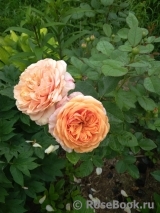 Crown Princess Margareta®