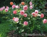 Boscobel Boscobel