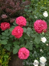 COMPOSITION COMPOSITION