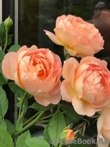 Lady of Shalott Lady of Shalott