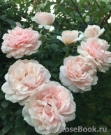 Garden of Roses Garden of Roses