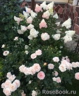 Garden of Roses Garden of Roses