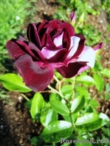 Burgundy Ice Burgundy Ice