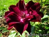 Burgundy Ice Burgundy Ice