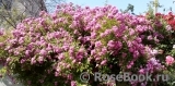 Super Excelsa Super Excelsa
