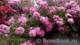 Super Excelsa Super Excelsa
