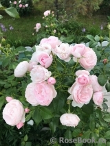 Hans Gonewein Rose Hans Gonewein Rose