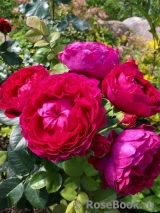 Falstaff® Falstaff®