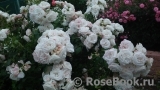 Aspirin Rose Aspirin Rose