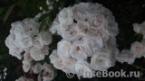 Aspirin Rose Aspirin Rose