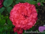 Red Intuition Red Intuition